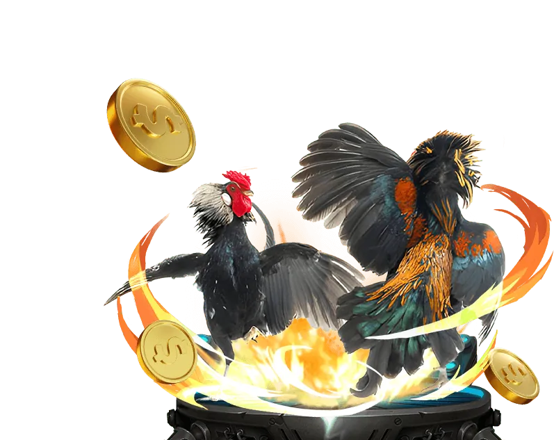 Luật chơi và mẹo cá cược đá gà trực tiếp cựa dao